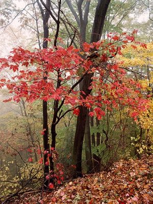 Red Tree by judy hill