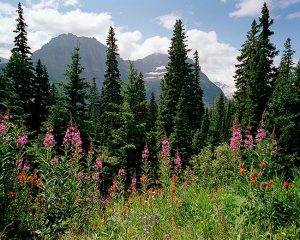 Mountain Blossoms by judy hill