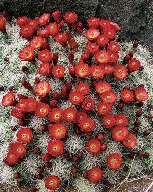 Claret Cup Cactus by judy hill