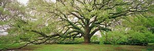 Live Oak by judy hill