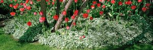 Red Tulips by judy hill