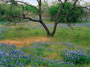 Honey Creek Bluebonnets by judy hill