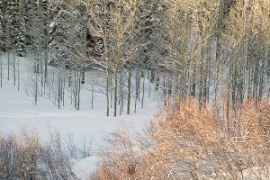 Elk Trail, Snowy Dawn by judy hill