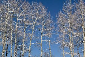 Winter Aspens by judy hill