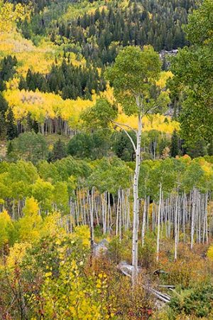 Fall Sentinel by judy hill