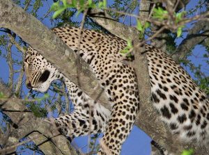 Leopard lounge by judy hill