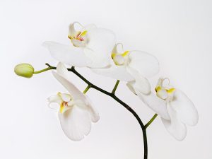 Hong Kong Orchid by judy hill