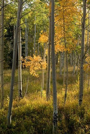 Solitary Glory by judy hill