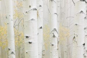 Foggy Fall Aspens by judy hill