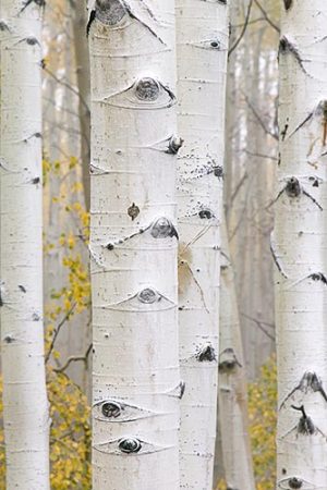 Foggy Fall Aspens Vertical by judy hill