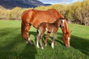 Gerbaz Mom and Colt by judy hill