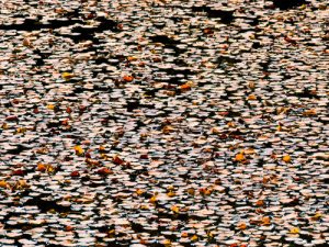 Fall Leaves on Pond by judy hill