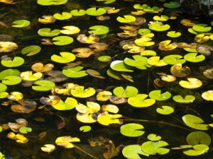 Green Leaves on Black Pond by judy hill