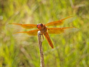 Orange Dragonfly by judy hill