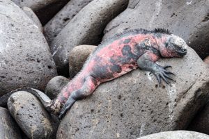 Pink Sprawl, Galapagos by judy hill