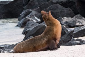 High C, Galapagos by judy hill