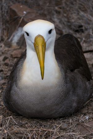 Galapagos Albatross by judy hill