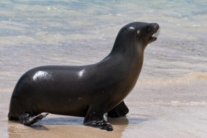 Galapagos Town Crier by judy hill