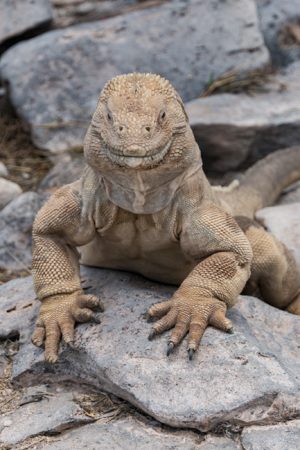 Iguana Grin, Galapagos by judy hill