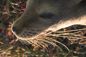 Whisker Nose, Galapagos by judy hill