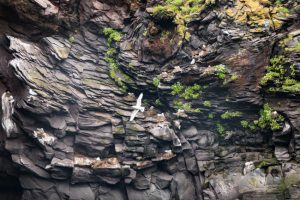 Hellnar Cliffs Iceland by judy hill