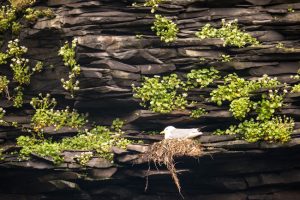 Hellnar Nest Iceland by judy hill