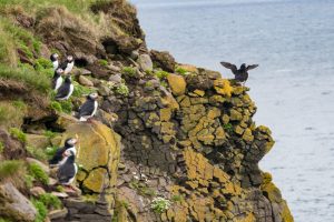 Latrabjarg Puffins Iceland by judy hill