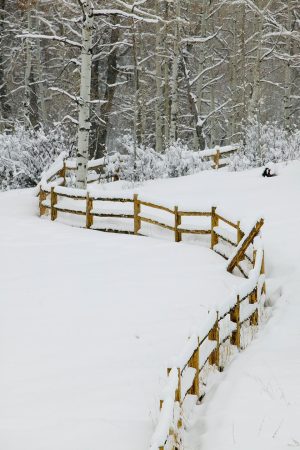 Winding Fence, Winter Aspens by judy hill