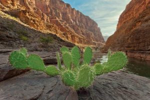 Prickley Pear, Grand Canyon by judy hill