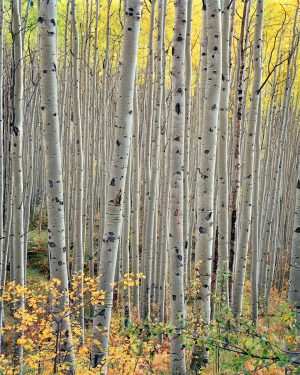 Fall Aspens by judy hill