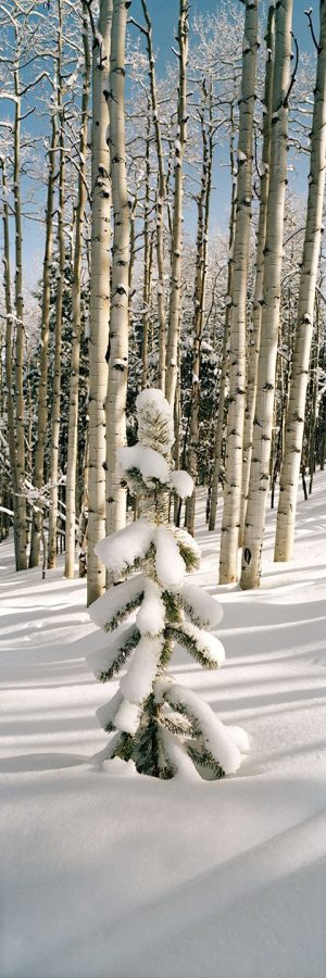 Lone Pine by judy hill