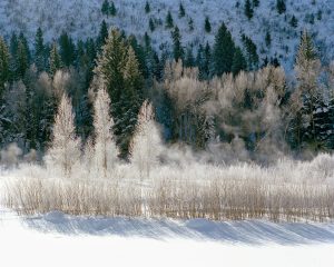 Frosty Morn by judy hill