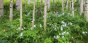 Independence Pass Columbines Panorama by judy hill